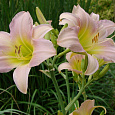 Лилейник гибридный Катерина Вудбери Лилейник гибридный Катерина Вудбери