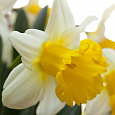 Нарцисс трубчатый Гоблет