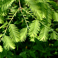 Метасеквойя глиптостробусовая Метасеквойя глиптостробусовая