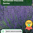 Котовник Фассена Senior