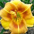 Лилейник гибридный Longfields Conchita Лилейник гибридный Longfields Conchita