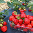 Земляника садовая Элеганс