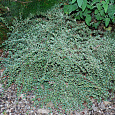 Кизильник Variegata Кизильник Variegata