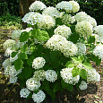 Гортензия древовидная Strong Annabelle Гортензия древовидная Strong Annabelle
