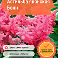 Астильба японская Бонн