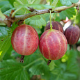 Крыжовник Ахиллес