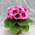 Глоксиния Импресс Пинк Биколор