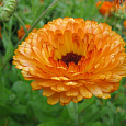 Календула махровая Гейша Гел Календула махровая Гейша Гел
