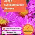 Астра кустарниковая Аннеке