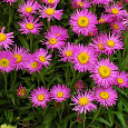 Астра Альпийская Pinkie Астра Альпийская Pinkie