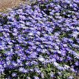 Анемона (Ветреница) Blanda Blue Shades Анемона (Ветреница) Blanda Blue Shades