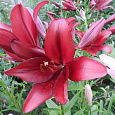 Лилия ЛА-гибрид Пепл Даймонд