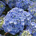 Гортензия крупнолистовая Бодензи