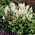 Астильба японская Gladstone Астильба японская Gladstone