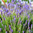 Лаванда широколистная Винтер Лэйс Лаванда широколистная Винтер Лэйс