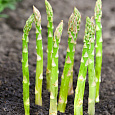 Спаржа  Царская Спаржа  Царская
