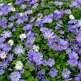 Анемона (Ветреница) Blanda Blue Shades Анемона (Ветреница) Blanda Blue Shades
