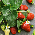 Земляника садовая Элеганс