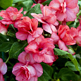 Бальзамин махровый Афина Корал Пинк