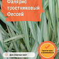 Фалярис тростниковый Фессей Фалярис тростниковый Фессей