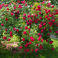 Роза канадская парковая Александр Макензи
