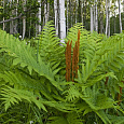 Чистоус (Осмунда) азиатский Чистоус (Осмунда) азиатский