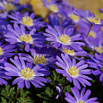 Анемона (Ветреница) Blanda Blue Shades Анемона (Ветреница) Blanda Blue Shades