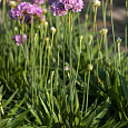 Армерия Ложноармерия Ballerina Purple