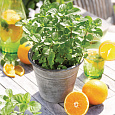 Мята перечная Orange Fresh Мята перечная Orange Fresh