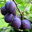 Слива Фиолетовая Слива Фиолетовая