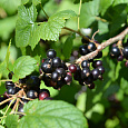 Смородина черная Гармония