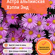 Астра альпийская Хэппи Энд Астра альпийская Хэппи Энд