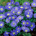 Анемона (Ветреница) Blanda Blue Shades Анемона (Ветреница) Blanda Blue Shades