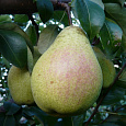 Груша плодовая Память Жегалова Груша плодовая Память Жегалова