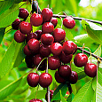 Вишня обыкновенная Изобильная Вишня обыкновенная Изобильная