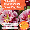 Аквилегия обыкновенная Винки Ред-Вайт