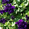 Петуния махровая многоцветковая Дуо блю