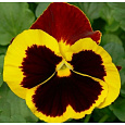 Виола крупноцветковая Селло Еллоу ред Винг Виола крупноцветковая Селло Еллоу ред Винг