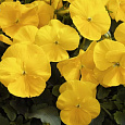 Виола крупноцветковая Инспайер Плюс Еллоу Виола крупноцветковая Инспайер Плюс Еллоу