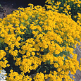 Алиссум скальный Золотая россыпь Алиссум скальный Золотая россыпь