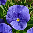 Виола (Фиалка, Анютины глазки) гибридная Прибой F1 Виола (Фиалка, Анютины глазки) гибридная Прибой F1