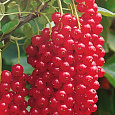 Смородина красная Ненаглядная Смородина красная Ненаглядная