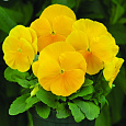 Виола крупноцветковая Инспайер Плюс Еллоу Виола крупноцветковая Инспайер Плюс Еллоу