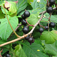 Смородина черная Дегтяревская