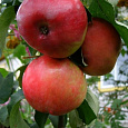 Яблоня  Июльская Черная
