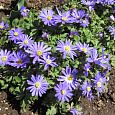 Анемона (Ветреница) Blanda Blue Shades Анемона (Ветреница) Blanda Blue Shades